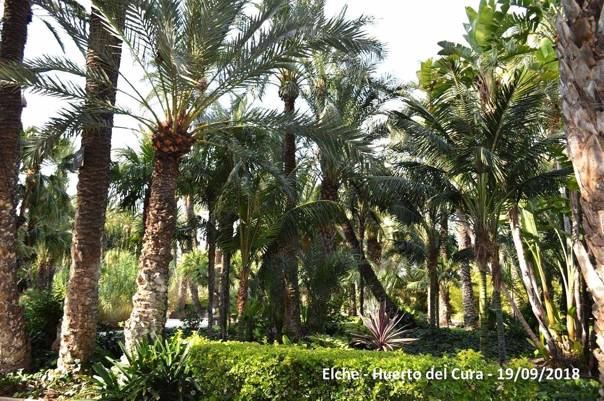 19 ELCHE HUERTO DEL CURA (59).JPG